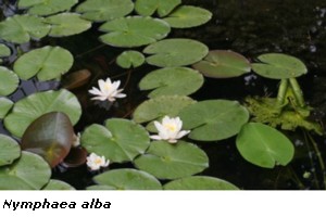 Nymphaea alba